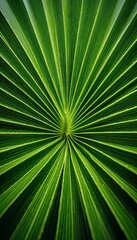 Obraz premium Intricate Radial Pattern Formation of Palm Frond, Showcasing Tropical Greenery in Macro Detail