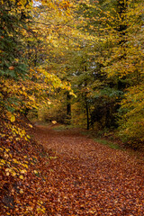 Fototapeta premium Serene leaf-covered woodland trail in autumn - winding path through deciduous trees with dappled natural light