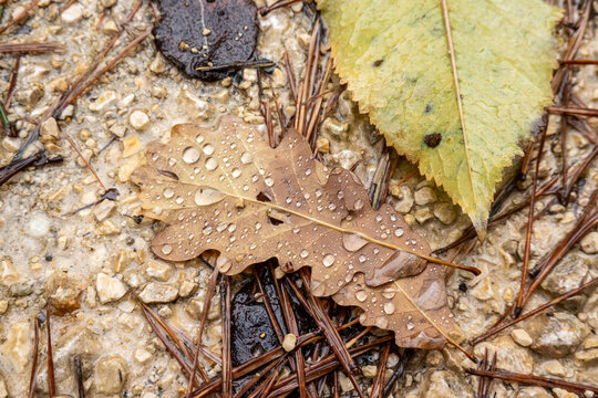 Close-up of wet oak leaf with raindrops on gravel and pine needles - autumnal texture and seasonal detail