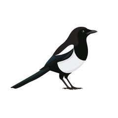Fototapeta premium Minimal 2D vector illustration of Magpie in flat icon style on a plain white background.