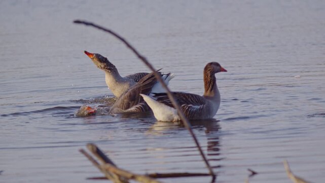 An adult goose escorting baby geese through the wild