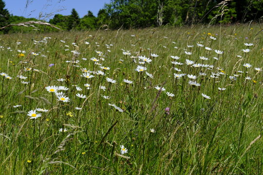 Landschaft in der Kernzone der Langen Rh&ouml;n zwischen Holzberghof und Heidelstein, Biosph&auml;renreservat Rh&ouml;n, Unterfranken, Franken, Bayern, Deutschland