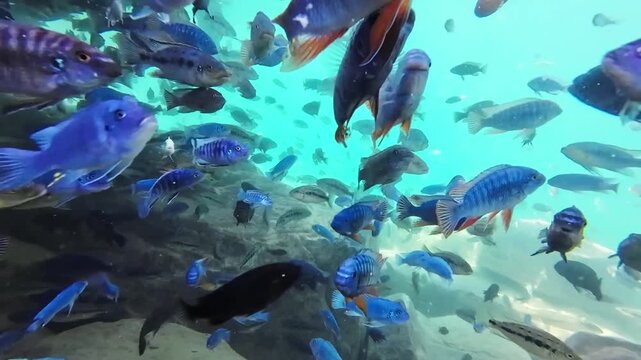 Vibrant underwater footage of colorful cichlid fish swimming in Lake Malawi. Schools of tropical freshwater fish swim in their natural habitat.