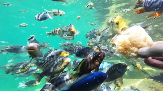 Vibrant underwater footage of colorful cichlid fish swimming in Lake Malawi. Schools of tropical freshwater fish swim in their natural habitat.