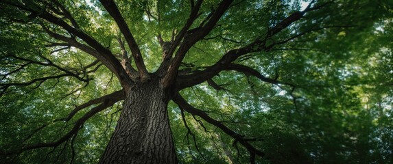 Fototapeta premium Photograph of a towering cedar tree taken from a low perspective on a bright sunny day, showcasing its twisting branches and dense green canopy
