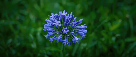 Green Background with Violet Blue Agapanthus Blooms
