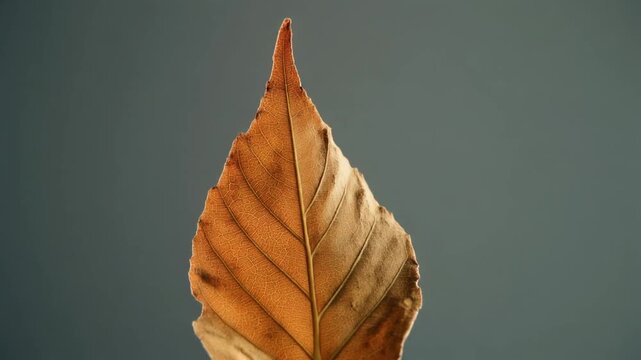 A single brown leaf with visible veins against a dark background