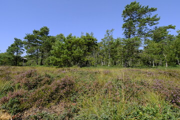Fototapeta premium Naturschutzgebiet Schwarzes Moor im Biosphärenreservat Rhön, Unterfranken, Franken, Bayern, Deutschland
