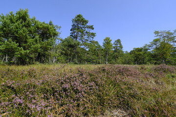 Obraz premium Naturschutzgebiet Schwarzes Moor im Biosphärenreservat Rhön, Unterfranken, Franken, Bayern, Deutschland