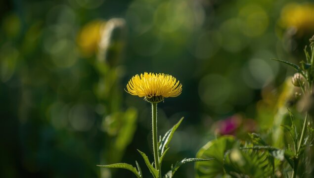 Bright yellow Helichrysum Trilineatum with three prominent nerves, used as a natural ornament, World Plant Day