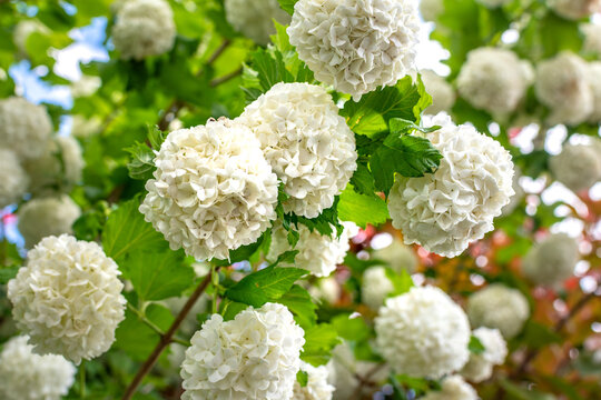 Viburnum opulus roseum, snowball viburnum is a large deciduous shrub bending under the weight of its pure white ball-shaped flowers