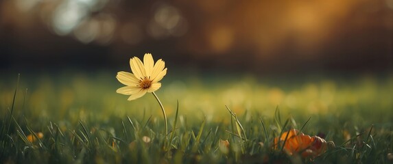 Fototapeta premium Blooming Light Yellow Cosmos Flower on Nature Background, Texture, Grass, Leaf, Floral, Autumn, Green Beauty