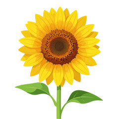 Fototapeta premium Bright Yellow Sunflower With Green Stem and Leaves isolated