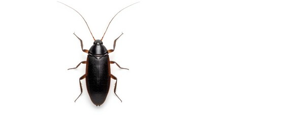 Isolated Australian giant burrowing cockroach against white background, nature, animal, black, tropical, Australia, pets