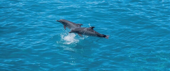 Obraz premium Ocean scene with dolphins playing