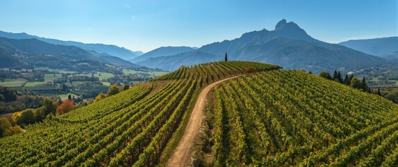 Naklejka premium Vineyards and Terracing