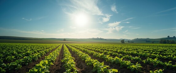 Potato Ranch in Sky Solar Thailand