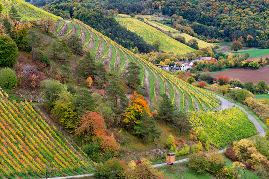 Weinberge bei Ramsthal, Landkreis Bad Kissingen, Franken, Unterfranken, Bayern, Deutschland