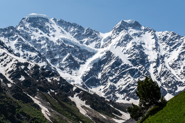 Tree Against The Backdrop The