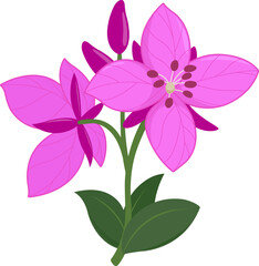 Pretty vibrant pink bloom, river beauty willow herb Arctic flower in branch with leaves. Dwarf Fireweed, Chamerion latifolium. National flower of Greenland. Botanical hand drawn vector illustration