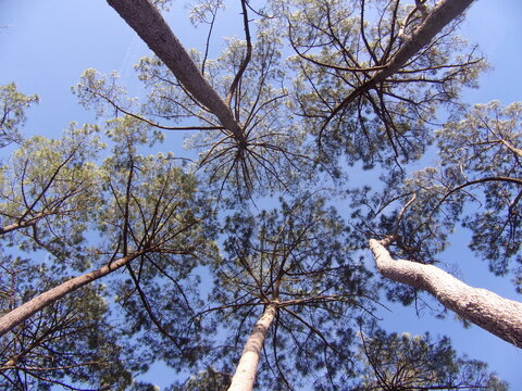 View from below into the treetops of pine trees in the Landes forest in France. The largest contiguous coniferous forest in Europe.