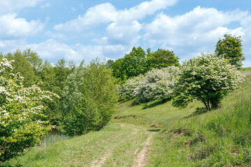 Obraz premium Spring countryside path through flowering green hills
