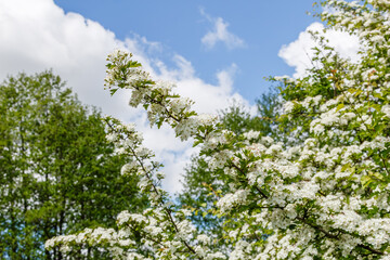 Fototapeta premium Blooming white spring flowers against blue sky