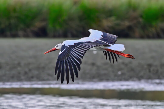 White stork, Ciconia ciconia, Single bird in flight, Hungary, May