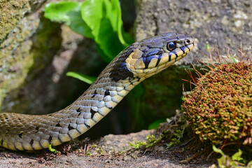 Obraz premium A close-up shot of a grass snake on the rocks