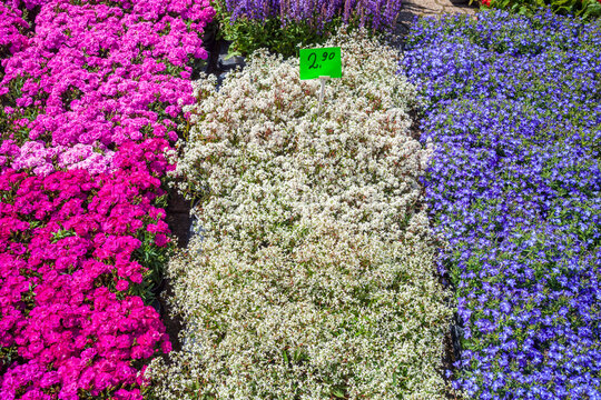 Bunt bl&uuml;hende Blumen mit Preisschild auf einem Blumenmarkt , Deutschland