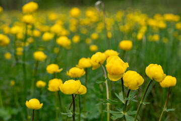 Obraz premium Yellow globeflowers are flourishing in a wide outdoor field, bringing vibrant color and fresh natural beauty to the lush green grass during springtime