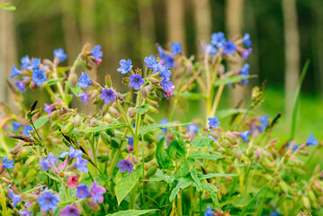 Obraz premium Lungwort plants display vibrant blue and purple flowers among green foliage in a natural forest setting, symbolizing growth, spring awakening, and the beauty of wild flora