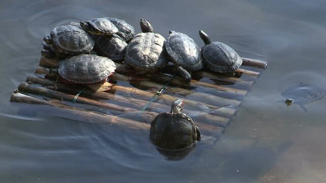 A second view of some turtles on a small raft in the pond