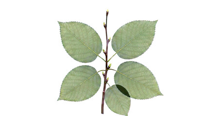 Fototapeta premium Branch with green leaves and buds