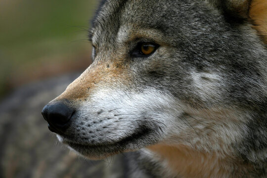 Europ&auml;ischer Wolf // European Wolf (Canis lupus) 