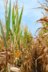 Naklejka premium Corn Field During Harvest Season With Green Stalks and a Visible Ear in a Wide Row of Dry Leaves