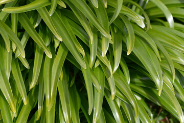 ショウキズイセン　葉模様