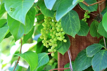 약용식물, 오미자 열매