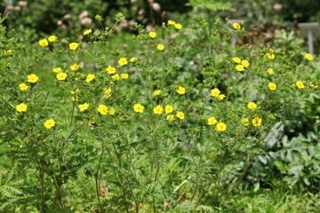 노란색 꽃이 핀 양지꽃