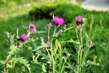약초식물, 핑크색 엉겅퀴