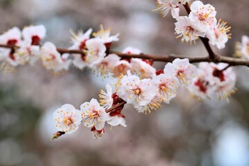 봄에 피는 살구나무 꽃