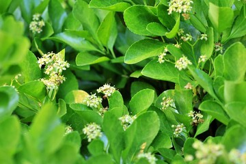 조경수, 사철나무 꽃