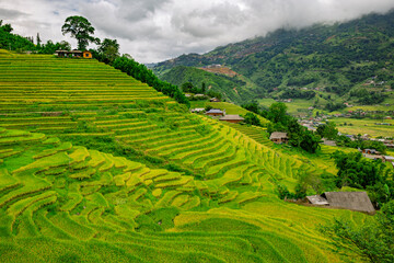 Obraz premium Rice fields in the mountains of Sa Pa, north of Vietnam