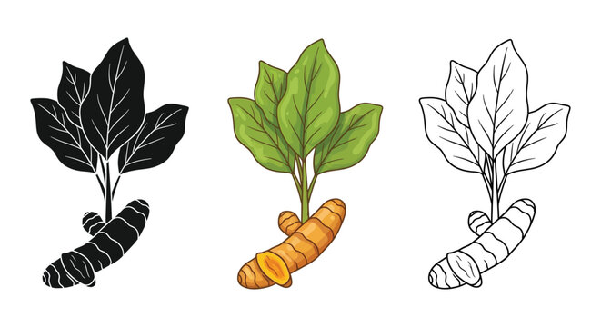 Set of three turmeric root illustrations with leaves shown in silhouette, color, and outline styles