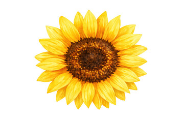 Fototapeta premium Sunflower watercolor illustration featuring bright yellow petals and a detailed brown center, transparent background