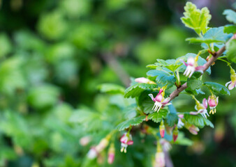 Blossoming branch of a gooseberry (Ribes rubrum) on a blurred background. Selective focus.