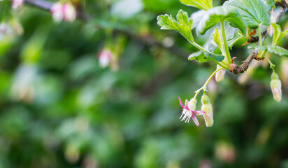 Fototapeta premium Blossoming branch of a gooseberry (Ribes rubrum) on a blurred background. Selective focus.