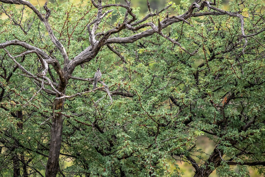 Coucou geai perch&eacute; dans un arbre