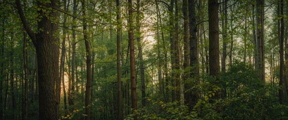 Fototapeta premium Dusk in a Mecklenburg Vorpommern forest, Germany