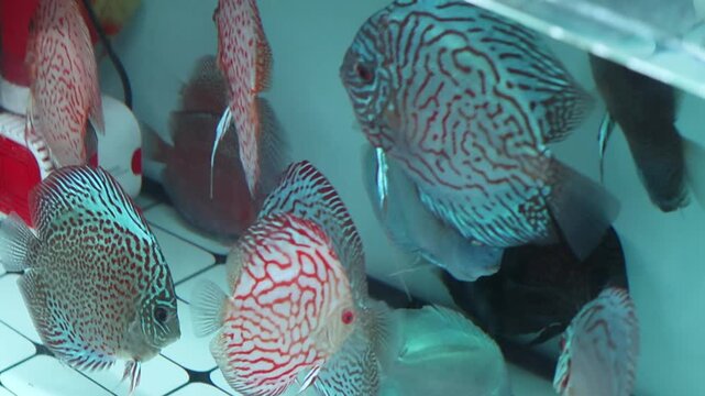 Vibrant red and pigeon Blood Discus Fish (Symphysodon) swimming in clear tank.